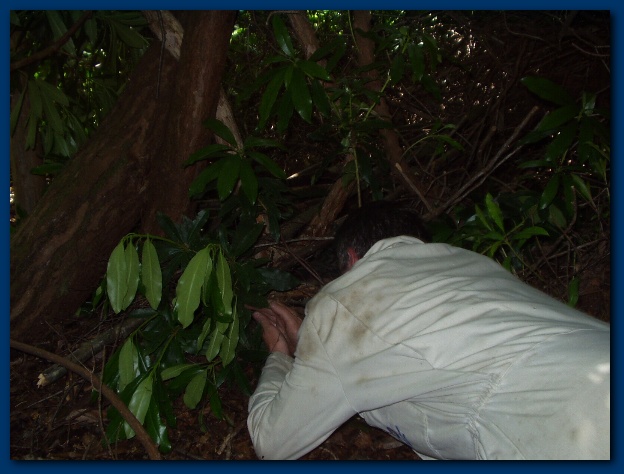 600x449 pixels (106K)